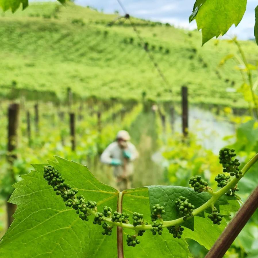 Отель Pipas Terroir & Domos Perlage - Experiencias Unicas No Vale Dos Vinhedos Бенту-Гонсалвис Экстерьер фото